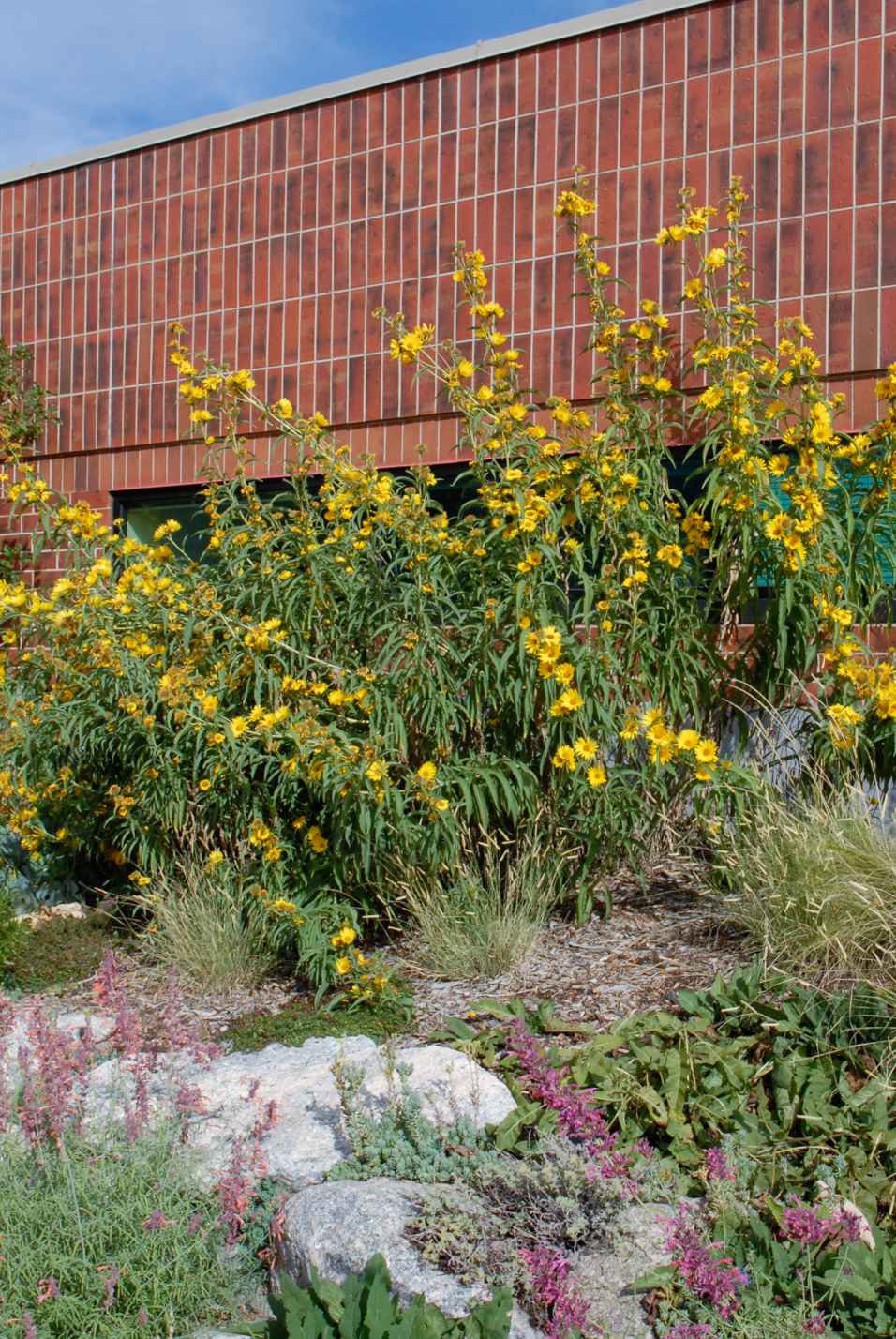 Maximilian Sunflower